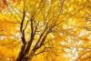 Chinese Ginkgo Tree Day