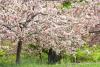 Flowering Crabapple Tree Day