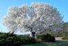 Dogwood Tree Day