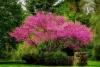 Eastern Redbud Tree Day