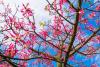 Kapok Tree Day