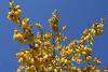 Kōwhai Tree Day