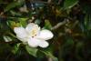 Magnolia Tree Day