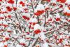 Mountain ash tree day