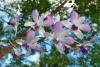 Orchid Tree Day