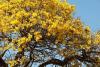 Tulip Tree Day