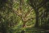Oak Tree Day