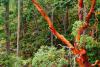 Madrone Tree Day