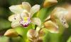 Orchid Day