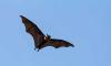 Bat Appreciation Day