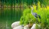 World Wetlands Day