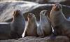 Day of Action for the Seals