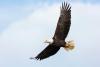 Save the Eagles Day