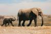 Save the Elephant Day