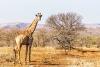 World Giraffe Day