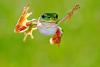 Frog Jumping Day