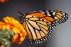 Start Seeing Monarchs Day