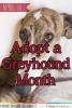 April is Adopt a Greyhound Month!