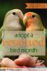 Open configuration options Adopt a Rescued Bird Month Open Primary tabs configuration options Primary tabs