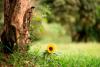 Nature-Inspired Affirmations to Connect with the Earth and Embrace the World Around Us