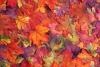 7 Crafts Using Leaves