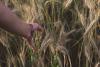 Celebrating Lammas