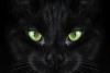 The History of Familiars