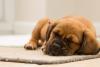 Pet-Friendly Holidays: Protect Your Floors and Pamper Your Pets