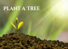 Arbor Day in the U.S.