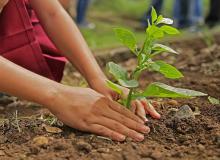 State Arbor Day - Kentucky & Missouri