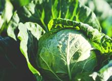 Cabbage Day