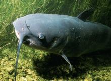 Catfish Day