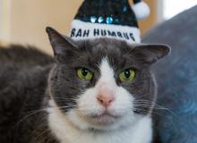 Humbug Day