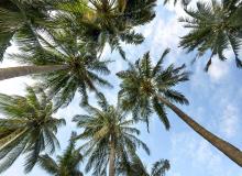 Palm Tree Day