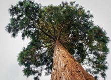 Giant Sequoias Tree Day