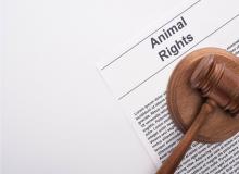 National Animal Rights Day (NARD)