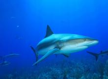 Fintastic Friday