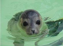 Day of the Seal