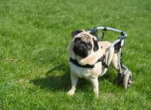 Specially Abled Pets Day