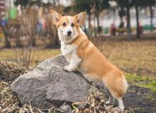 Welsh Corgi Dog Day