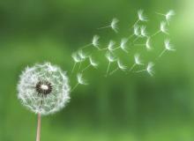 Dandelion Day