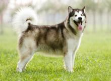 Alaskan Malamute Day