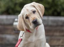 Labrador Retriever Day