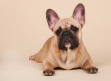 French Bulldog Day
