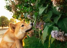 Conservation Dog Day