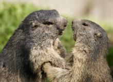 Marmot Day