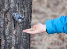 Feed the Birds Day