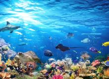 World Aquarium Day