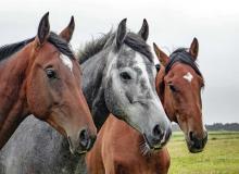 Horse Protection Day