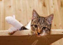 If Pets had Thumbs Day